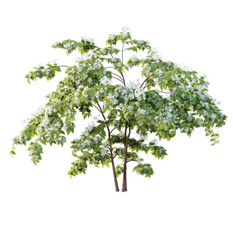 Philadelphia Bush 02 - Image 1