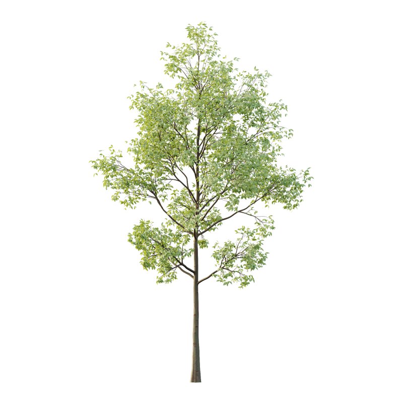 Celtis australis Tree 02 - Image 4