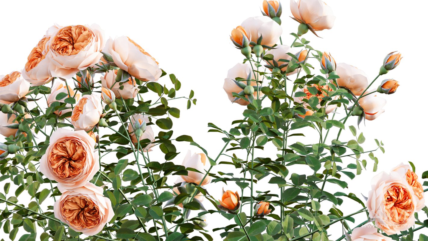 Collection 08 – Rose Garden - Image 24