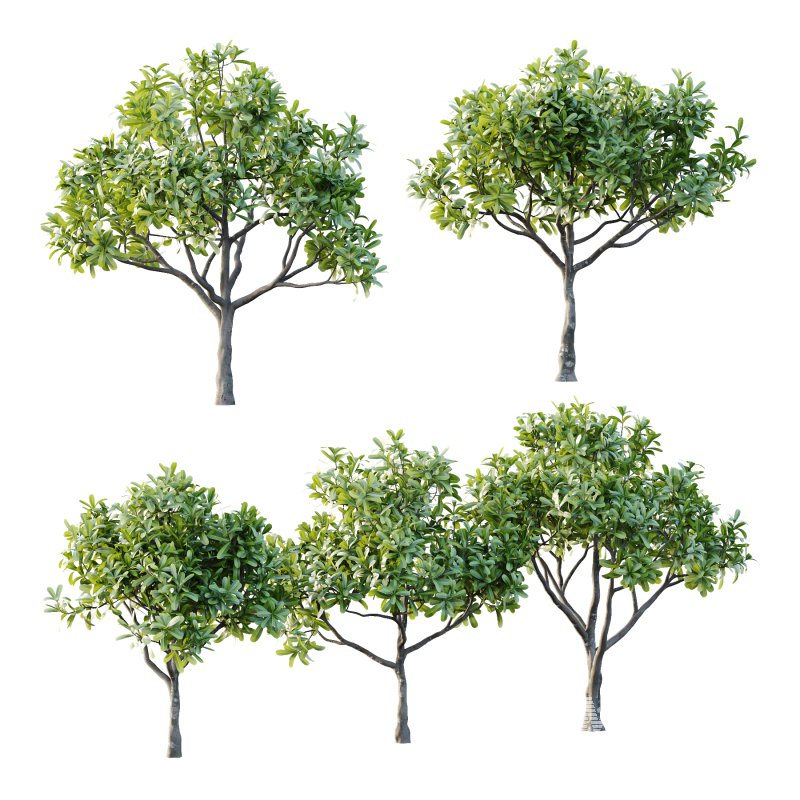 Plumeria Obtusa plant 02 - Image 1