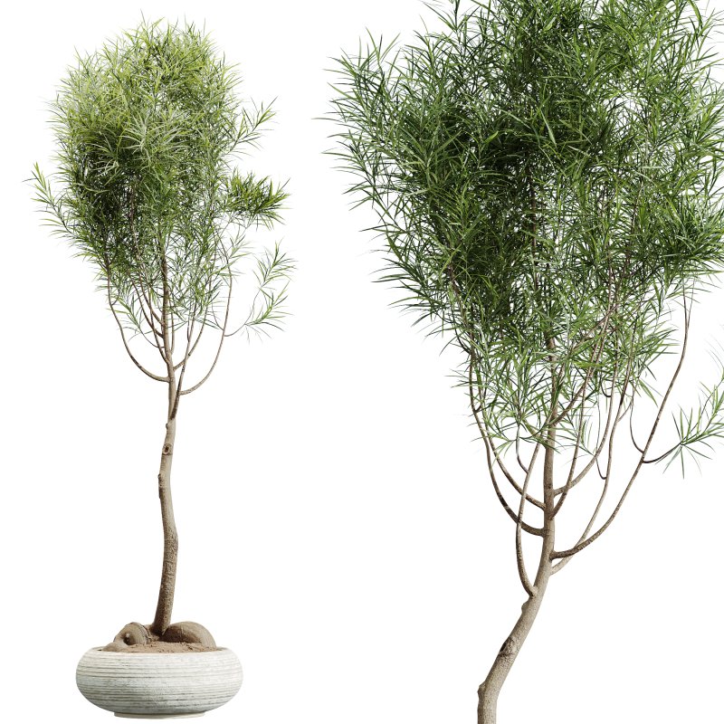 AV Indoor Plants Set 320 Banana Strelitzia Nicolai and Ficus Dracaena Marginata - Image 9