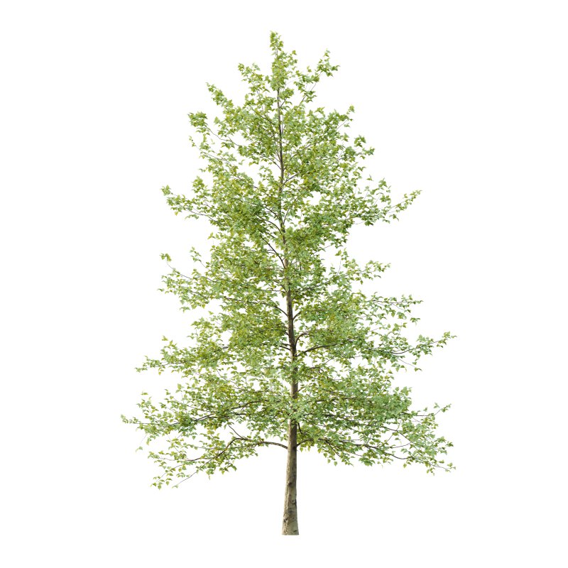 Sycamore Platanus Tree 04 - Image 2