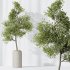 AV Indoor Plants Set 349 Ficus Dracaena Marginata and Olive and Robusta Abidjan - Thumbnail 6