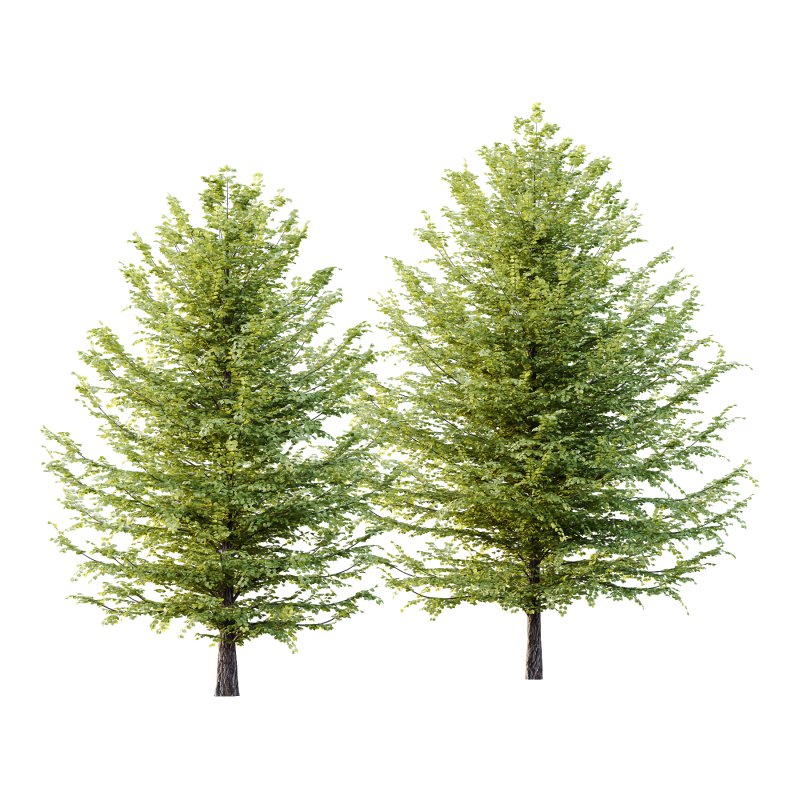 Tilia platyphyllos Tree 12 - Image 3