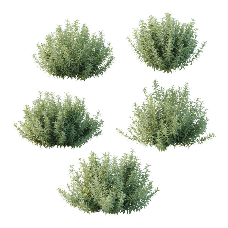 Echium candicans Pride of Madeira Bush 01 - Image 2