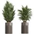 AV Indoor Plants Set 330 Palm Kentia and Olive Eucalyptus and Dypsis Palm - Thumbnail 3