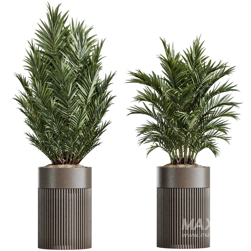 AV Indoor Plants Set 330 Palm Kentia and Olive Eucalyptus and Dypsis Palm - Image 3