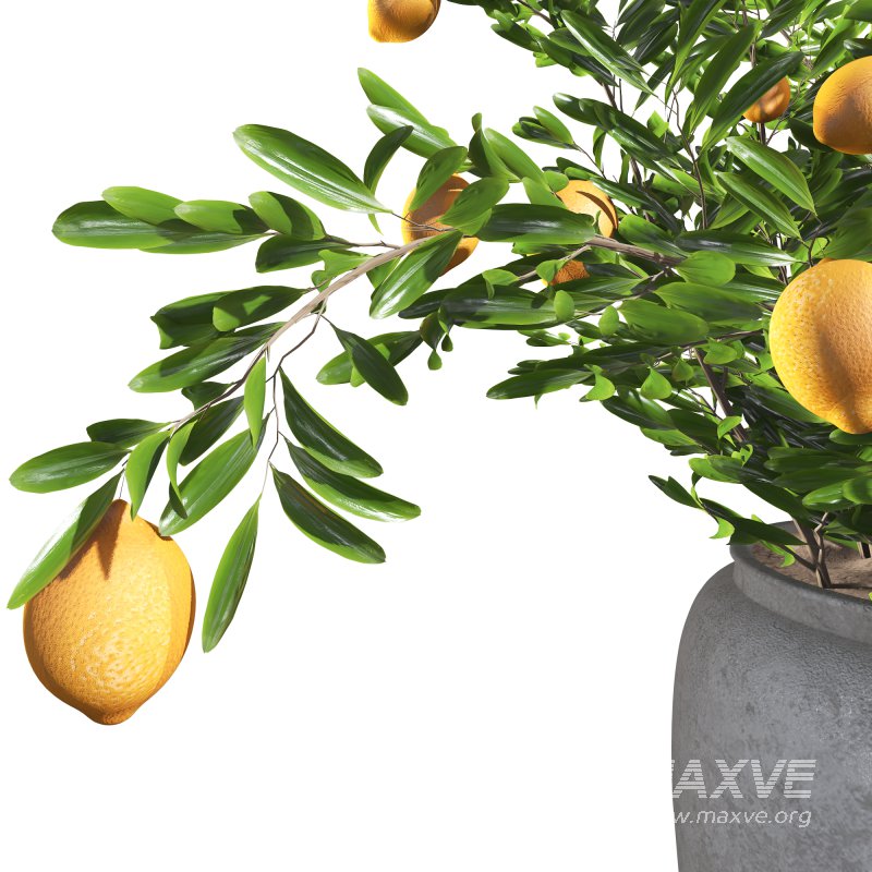 Indoor Bonsai Lemon Tree in Pot - Image 3