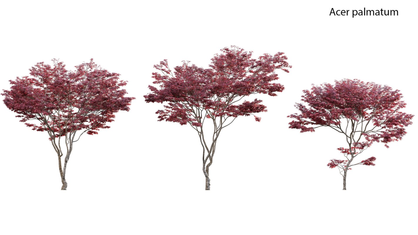 Collection 17 – Chinese garden - Image 4