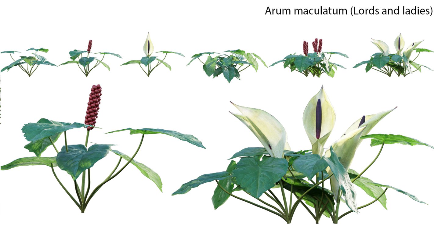 Collection 14 – English Garden - Image 14