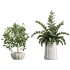 AV Indoor Plants Set 361 Zamiifolia and Areca Palm and Bird Of Paradise and Briful Pachira - Thumbnail 7