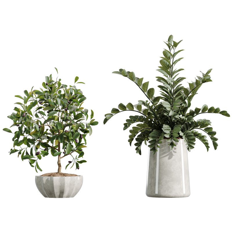 AV Indoor Plants Set 361 Zamiifolia and Areca Palm and Bird Of Paradise and Briful Pachira - Image 7