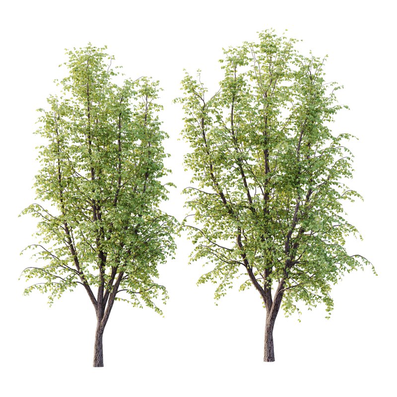 Tilia platyphyllos Tree 08 - Image 1