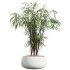 AV Indoor Plants Set 354 Ficus Marginata and Ficus Elastica and Euphorbia and Schefflera - Thumbnail 2