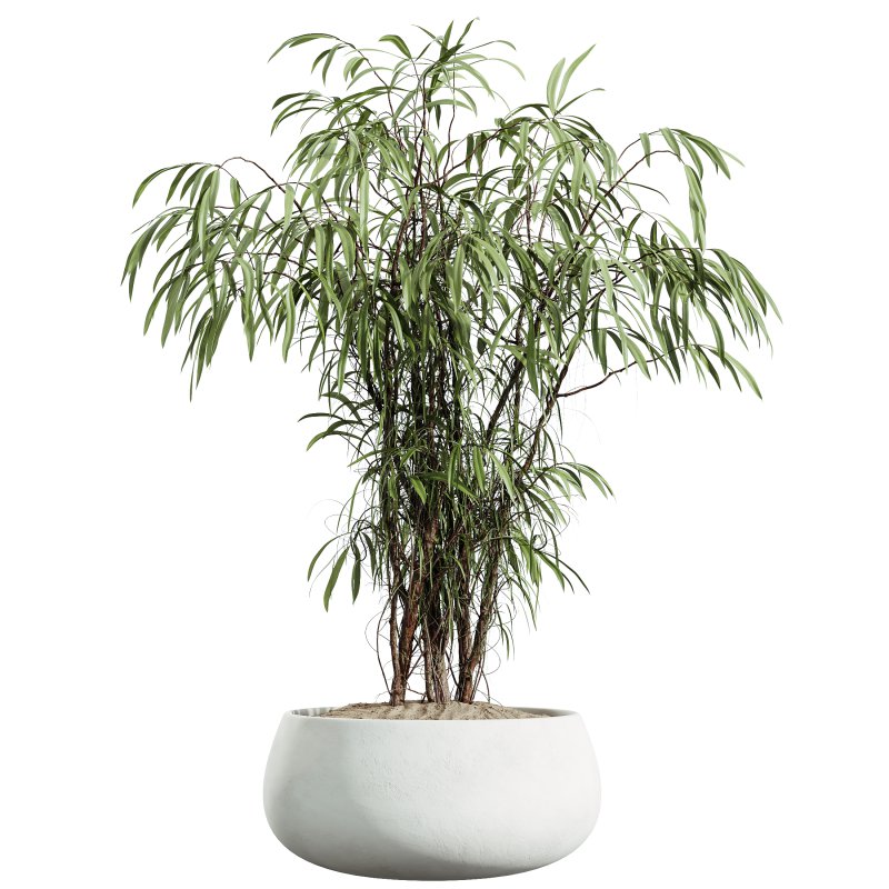 AV Indoor Plants Set 354 Ficus Marginata and Ficus Elastica and Euphorbia and Schefflera - Image 2