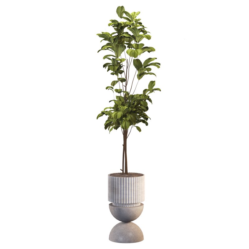 Bonsai Jungle Fiddle Ficus Tree Set - Image 4