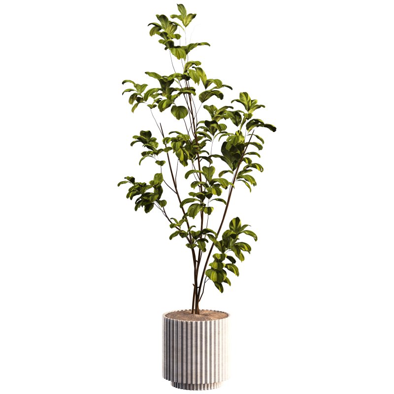 Bonsai Jungle Fiddle Ficus Tree - Image 2