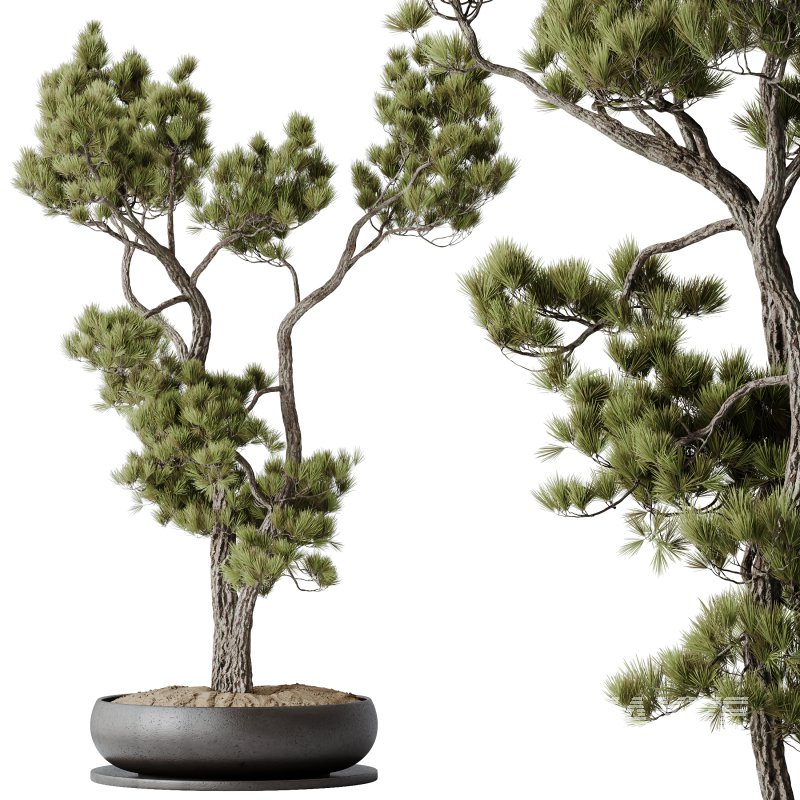 AV Indoor Plants Set 316 Retusa Microcarpa Bonsai Ginseng and Pinus Pentaphylla Bonsai - Image 1