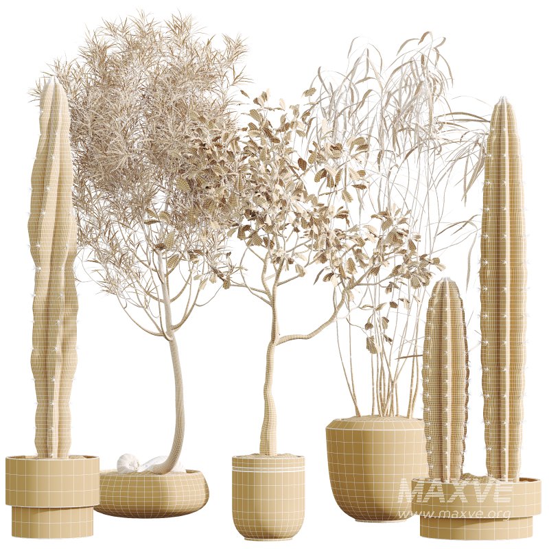 AV Indoor Plants Set 344 Ficus Marginata and Cactus Euphorbia Trigona - Image 12