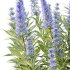 Echium candicans Pride of Madeira Bush 05 - Thumbnail 6