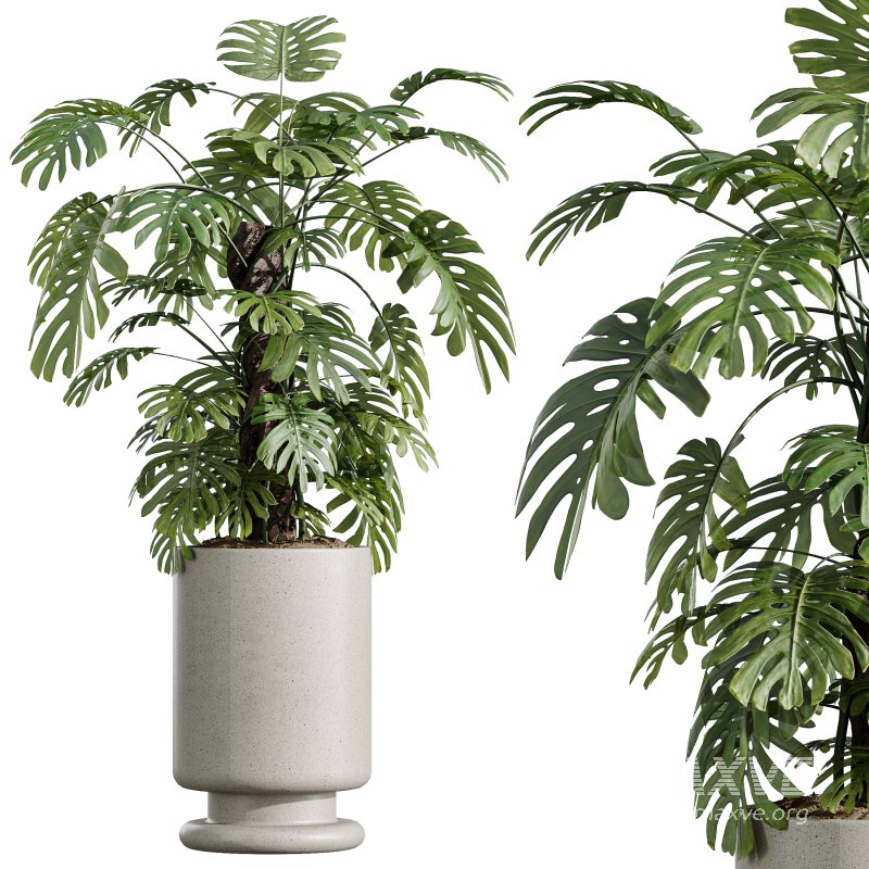 AV Indoor Plants Set 329 Euphorbia Drupifera and Spathiphyllum Lily and Monstera Deliciosa - Image 6