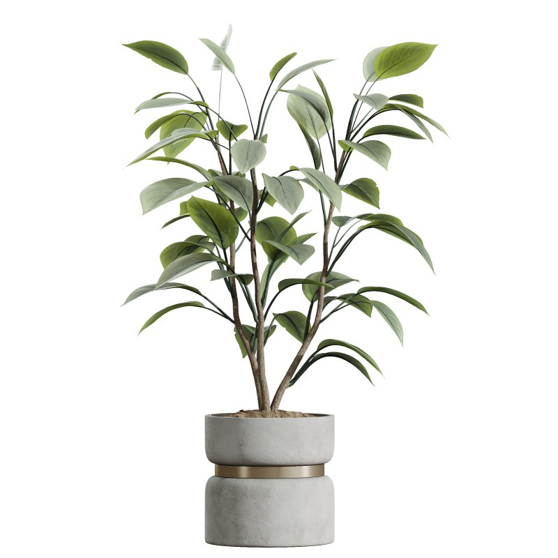 AV HousePlants Ficus lyrata Fiddle Leaf Fig Moraceae02 - Image 2