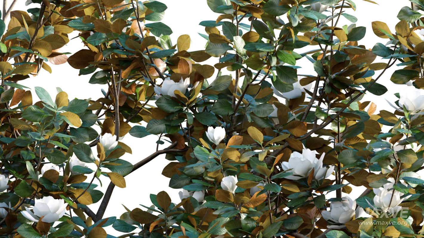 Collection 17 – Chinese garden - Image 17