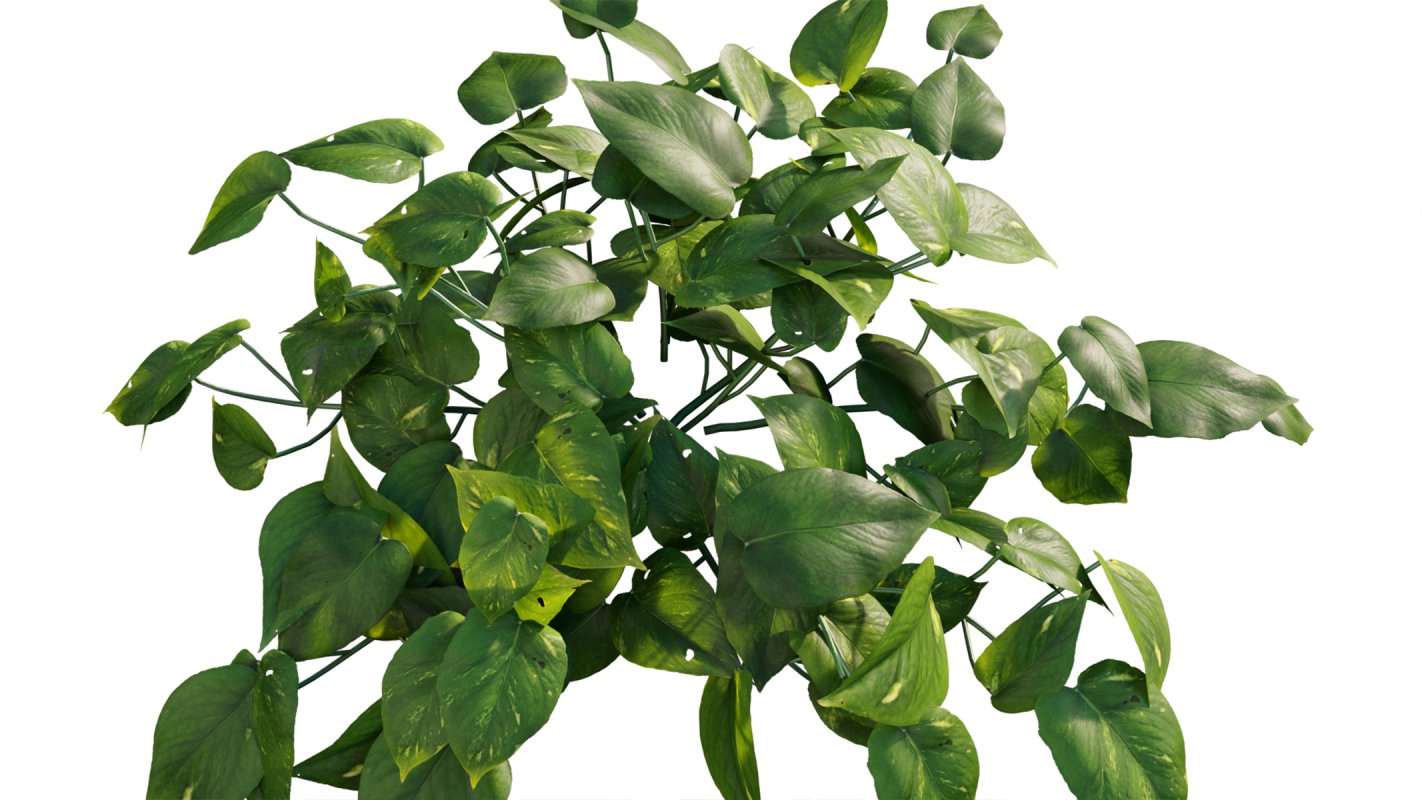 Collection 07 – Central America Garden - Image 6