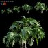 Philodendron xanadu - Thumbnail 1