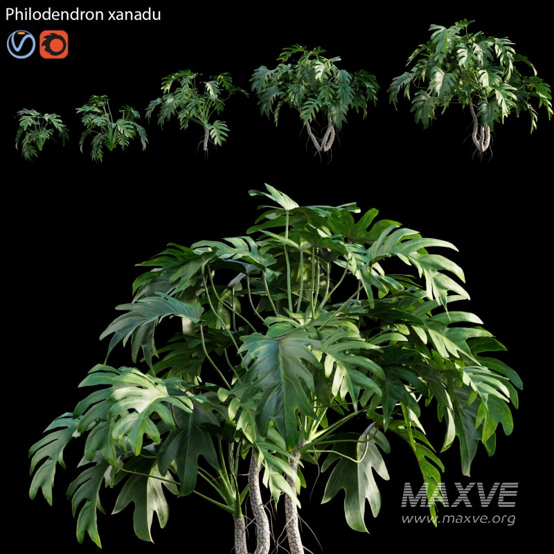 Philodendron xanadu - Image 1
