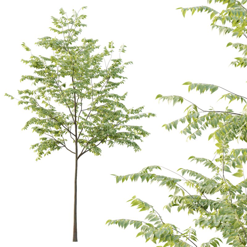 Celtis australis Tree 01 - Image 6