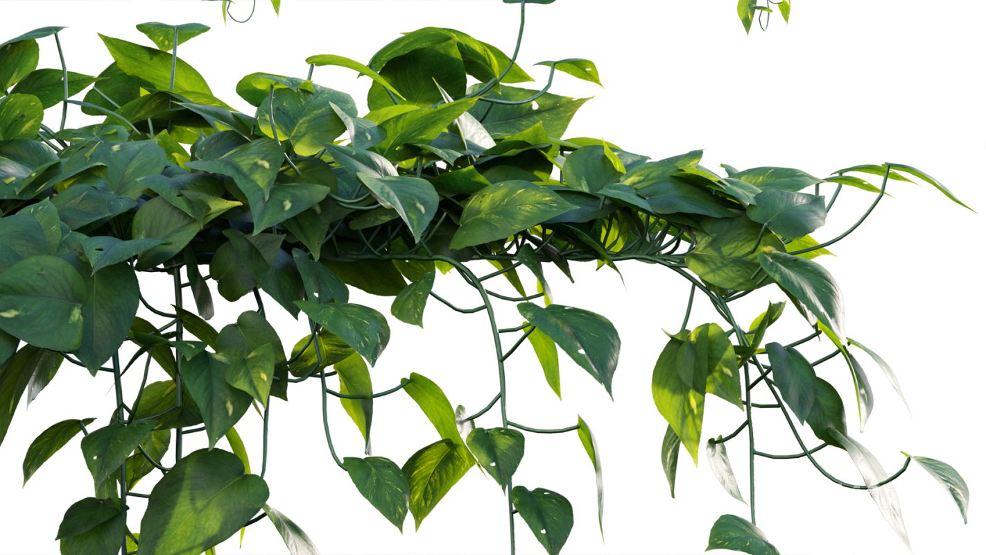 Collection 07 – Central America Garden - Image 10