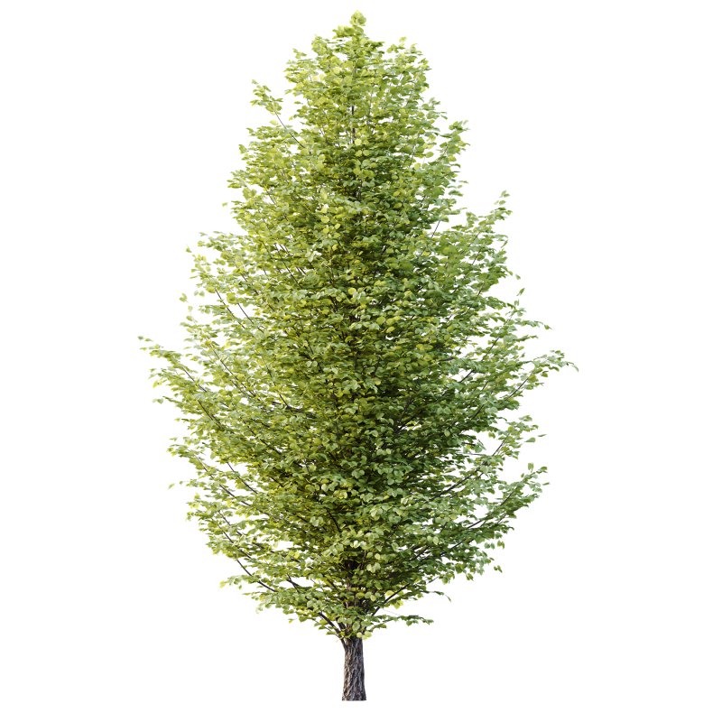 Tilia platyphyllos Tree 15 - Image 3