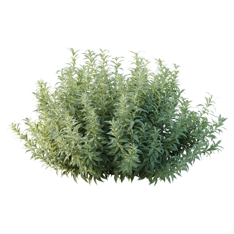 Echium candicans Pride of Madeira Bush 01 - Image 4