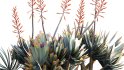 Collection 12 – Desert Garden - Thumbnail 21