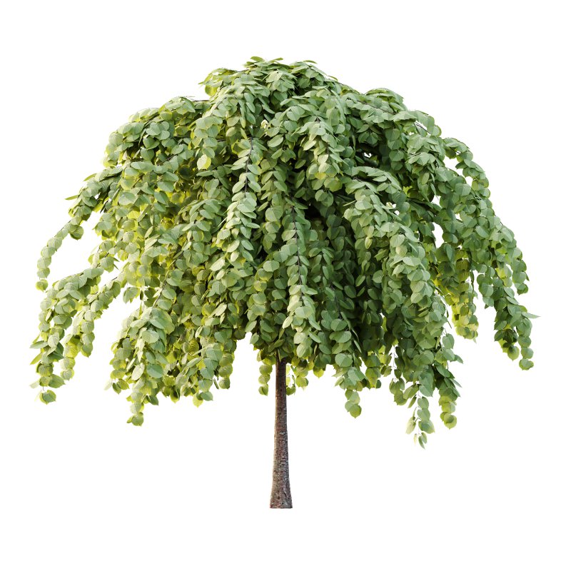 Tilia platyphyllos Tree 14 - Image 2