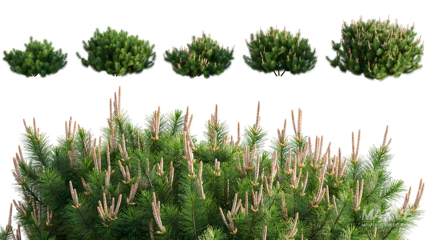 Collection 06 – Japanese Garden - Image 13