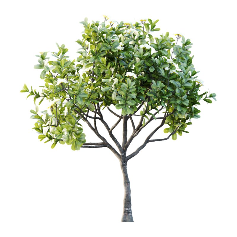 Plumeria Obtusa plant 04 - Image 2