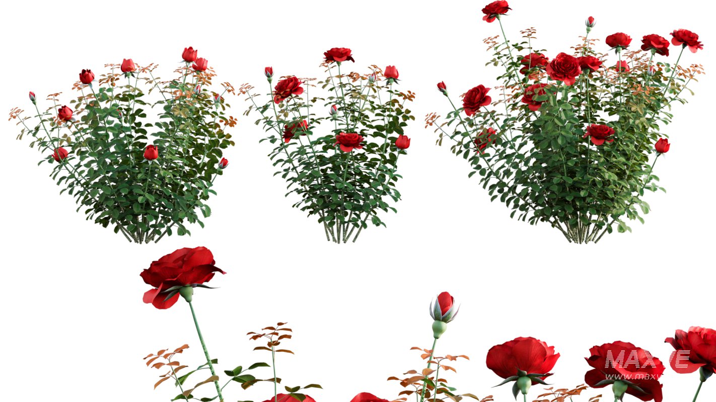 Collection 08 – Rose Garden - Image 11