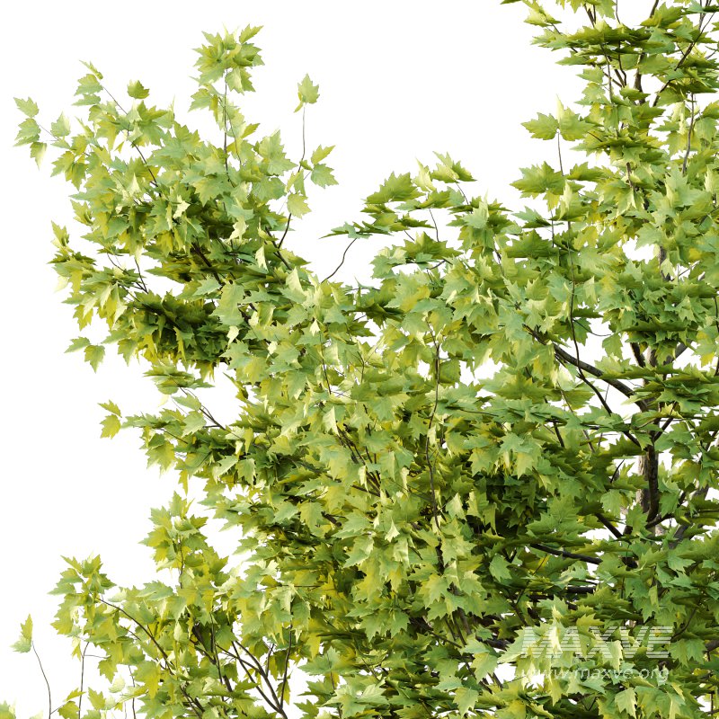 Sycamore Platanus Tree 03 - Image 5