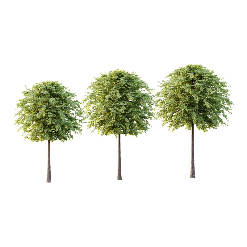 Tilia platyphyllos Tree 13 - Image 1