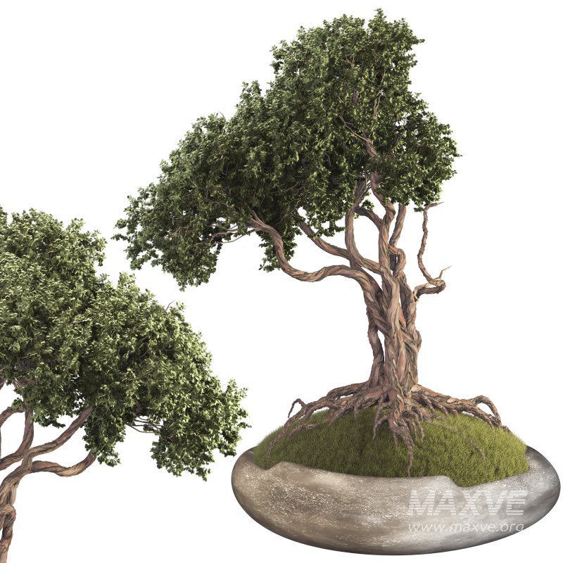 Bonsai - Image 2