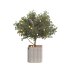 Lemon Tree in Pot Collection - Thumbnail 3