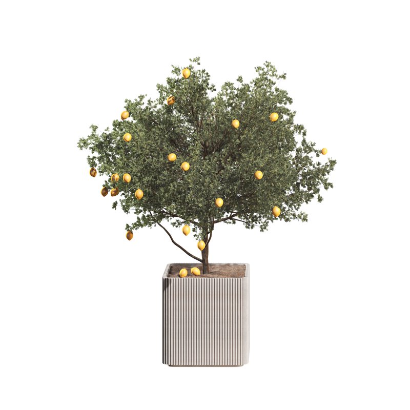 Lemon Tree in Pot Collection - Image 3