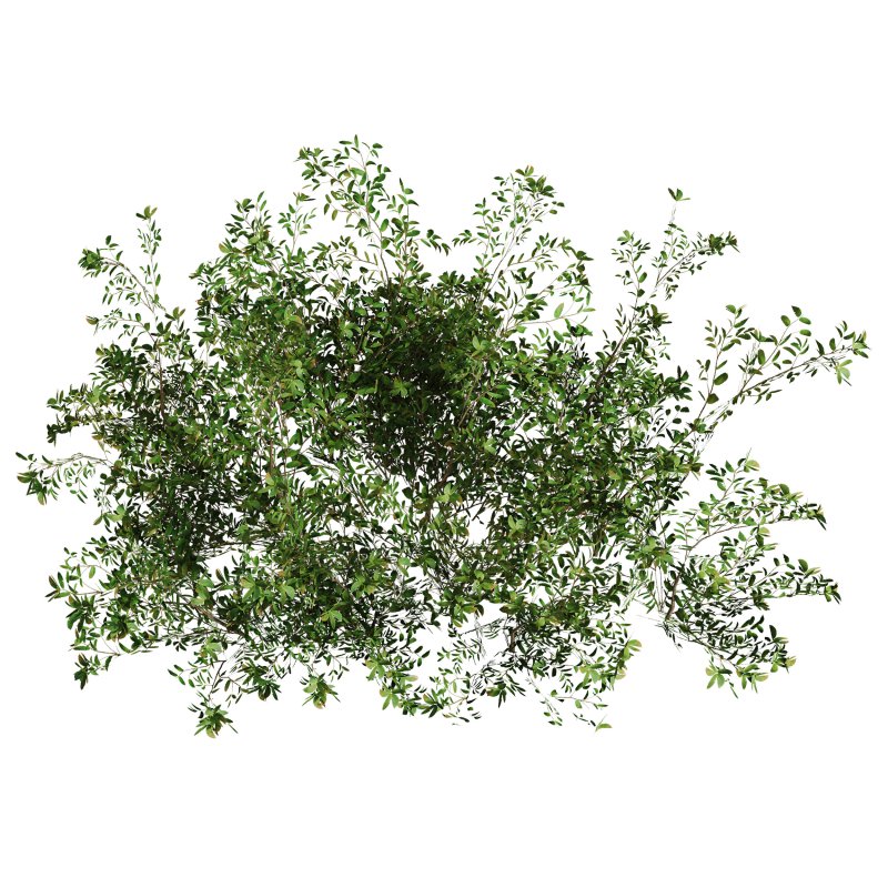 Green shrub natural pack - Image 2