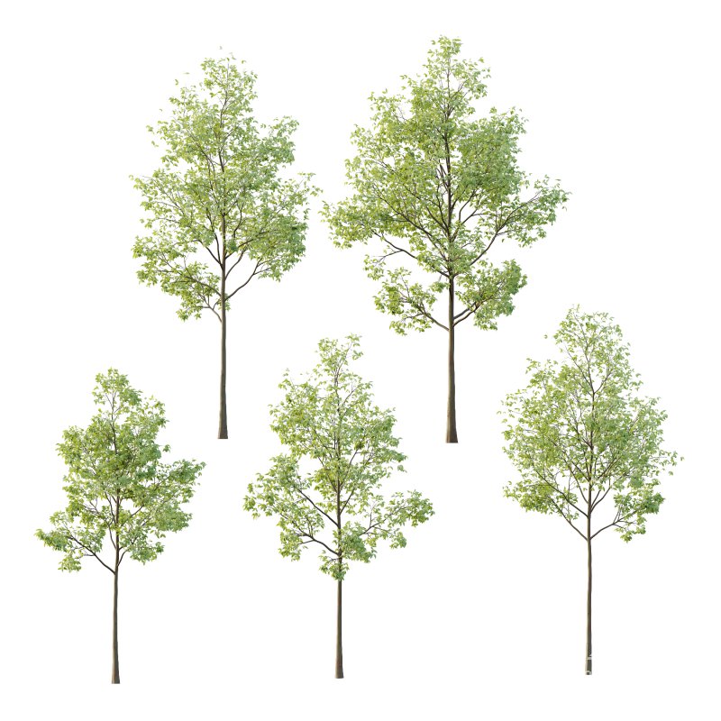 Celtis australis Tree 02 - Image 5