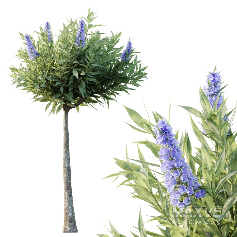 Echium candicans Pride of Madeira Bush 08 - Image 7