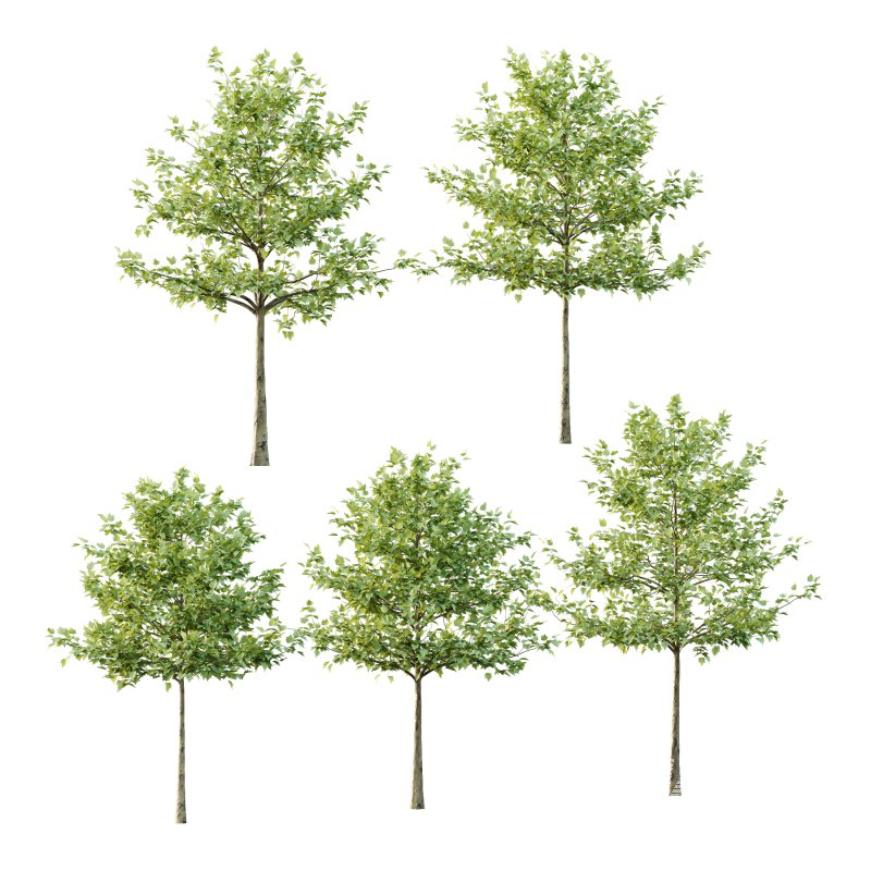 Sycamore Platanus Tree 07 - Image 5