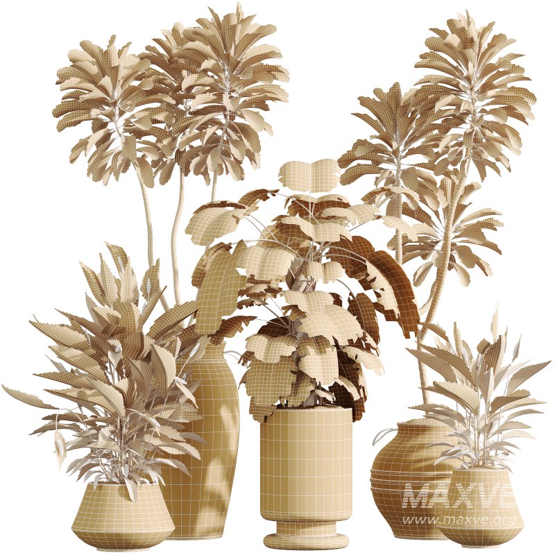 AV Indoor Plants Set 329 Euphorbia Drupifera and Spathiphyllum Lily and Monstera Deliciosa - Image 7