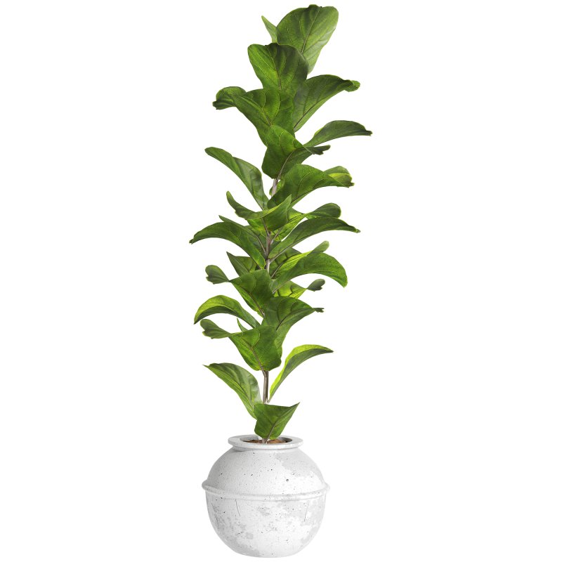 Bonsai Jungle Ficus Fiddle Leaf Fig 444 - Image 3